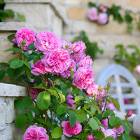 Climbing Rose Flower seeds for Planting, Compact Growth Heirloom & GMO Free Seeds for Home Garden