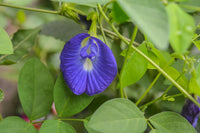 Clitoria Flower seeds for Planting - Seasonal Bloomer, Heirloom & GMO Free Seeds for Home Garden