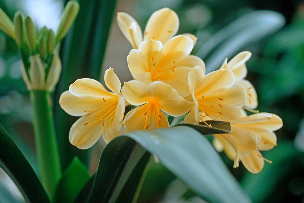 Clivia Seeds, Rare Color Clivia Chinese Flower Seeds