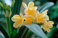 Clivia Seeds, Rare Color Clivia Chinese Flower Seeds