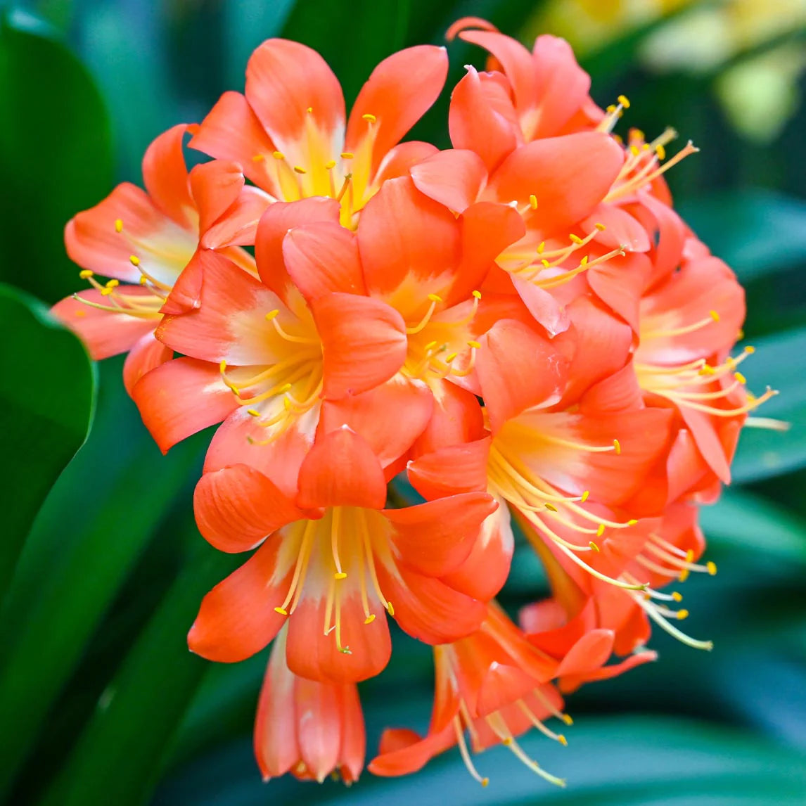 Clivia Flower seeds for Planting - Pollinator Friendly, Heirloom & GMO Free Seeds for Home Garden