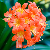 Clivia Flower seeds for Planting - Pollinator Friendly, Heirloom & GMO Free Seeds for Home Garden