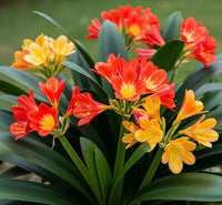 Lily Mix Clivia Flower Seeds for Planting - Colorful and Hardy Blooms