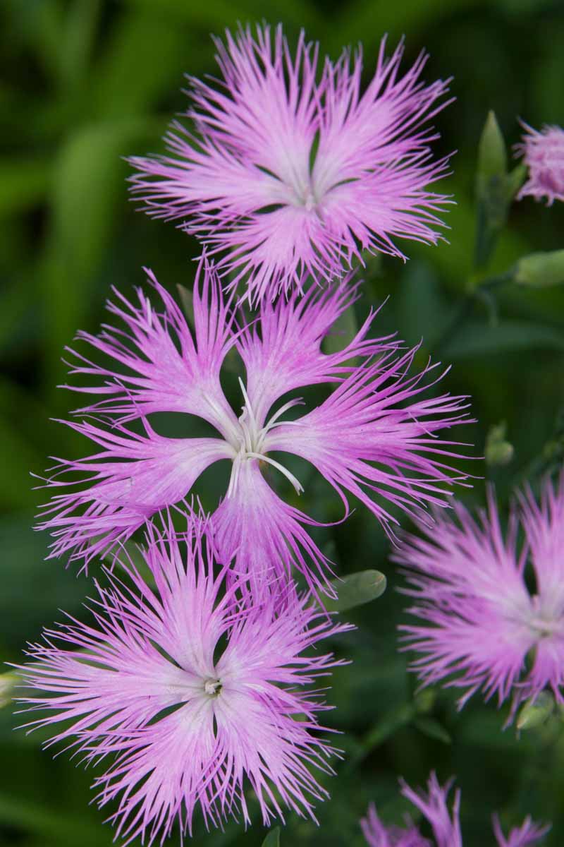 Dianthus Superbus Flower seeds for Planting - Long Bloom Season, Heirloom & GMO Free Seeds for Home Garden