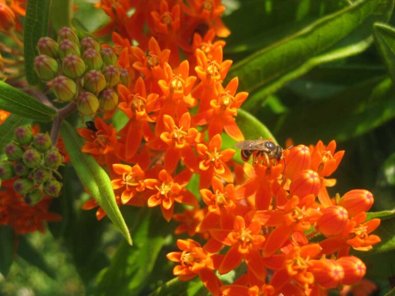 Asclepias Flower seeds for Planting Drought Tolerant Heirloom & GMO Free Seeds for Home Garden