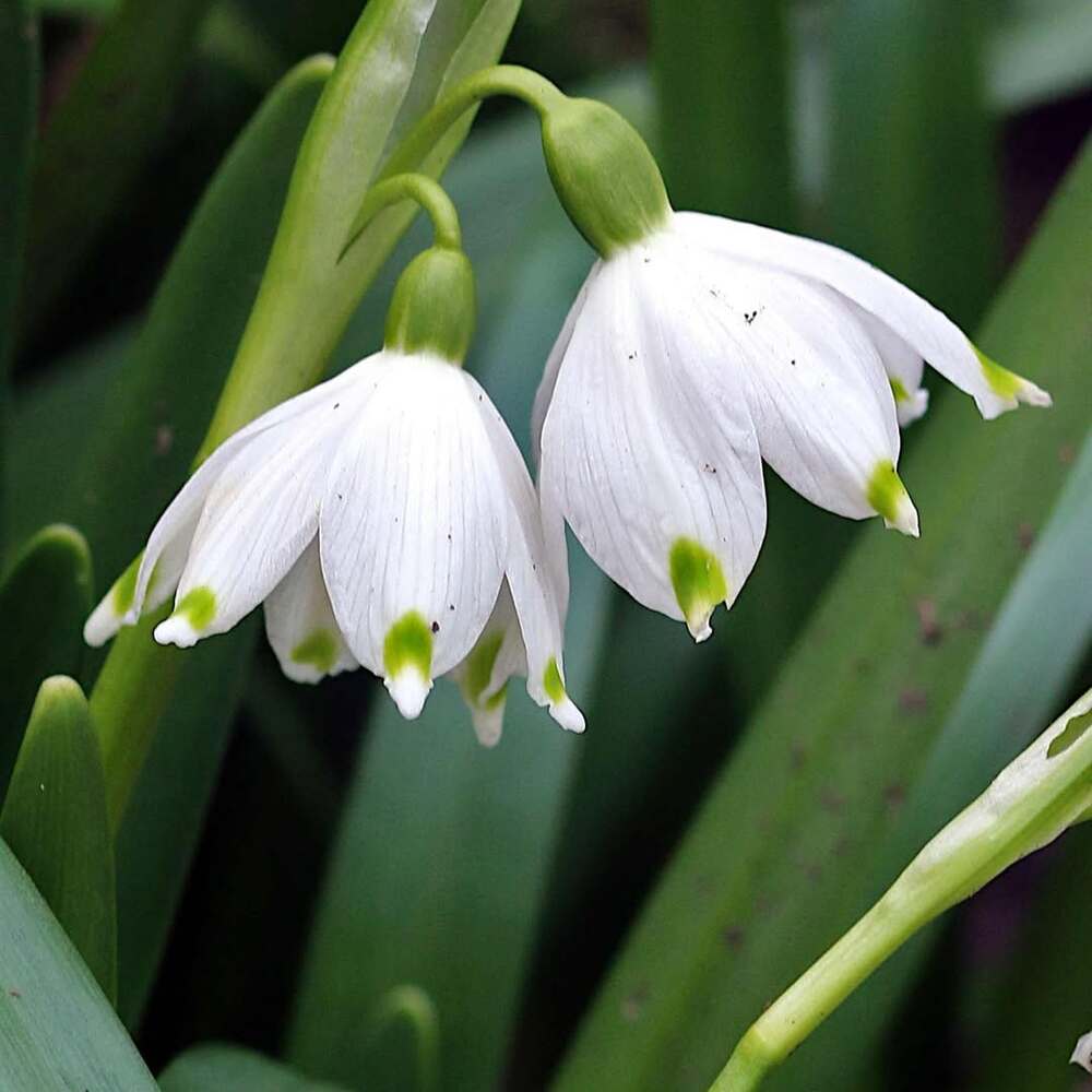 White Snowdrop Flower seeds for Planting - Long Bloom Season, Heirloom & GMO Free Seeds for Home Garden