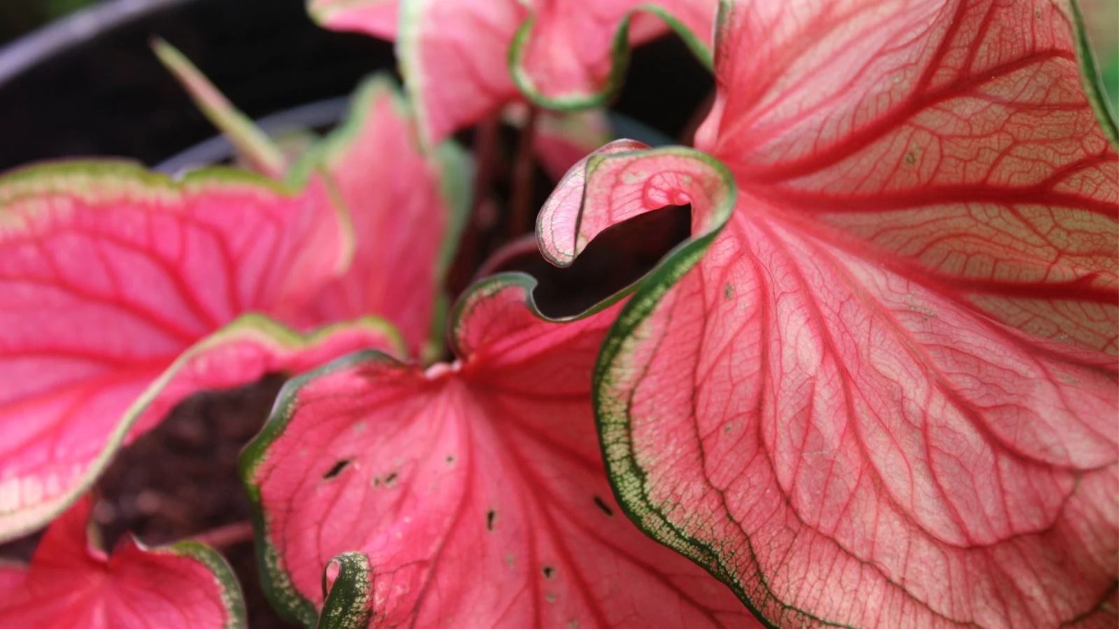 Florida Caladium Flower seeds for Planting Cut Flower Favorite Heirloom & GMO Free Seeds for Home Garden