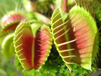 Carnivorous Flower seeds for Planting Cut Flower Favorite Heirloom & GMO Free Seeds for Home Garden 
 
 Sale