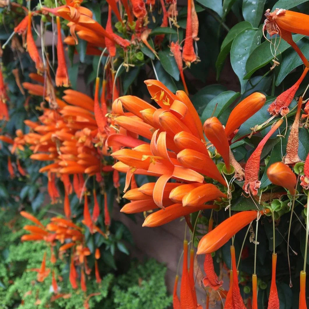 Red Pyrostegia Venusta Flower seeds for Planting Long Bloom Season Heirloom & GMO Free Seeds for Home Garden