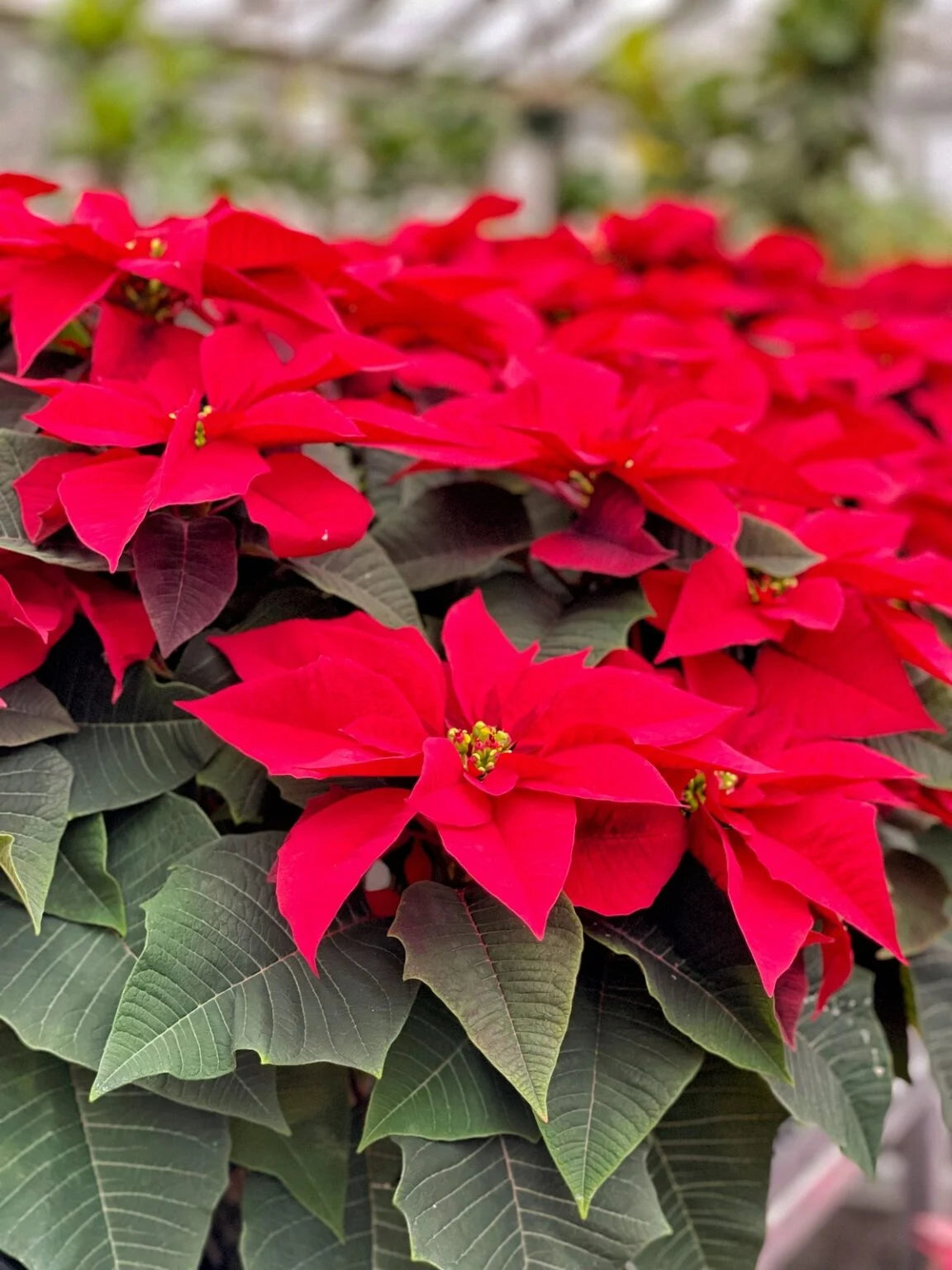 Poinsettia Flower seeds for Planting - Cottage Garden Essential, Heirloom & GMO Free Seeds for Home Garden