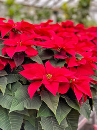 Poinsettia Flower seeds for Planting - Cottage Garden Essential, Heirloom & GMO Free Seeds for Home Garden