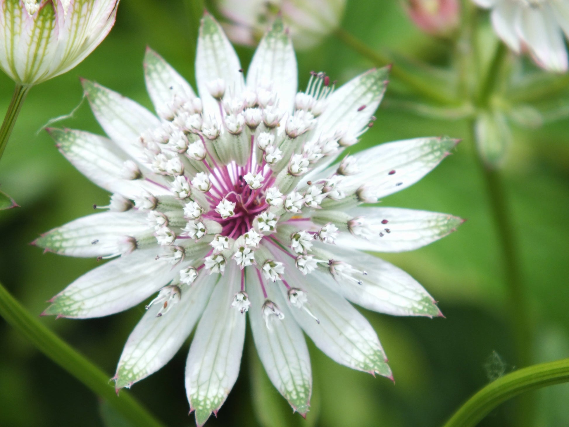 Astrantia Major Flower seeds for Planting Easy to Grow Heirloom & GMO Free Seeds for Home Garden