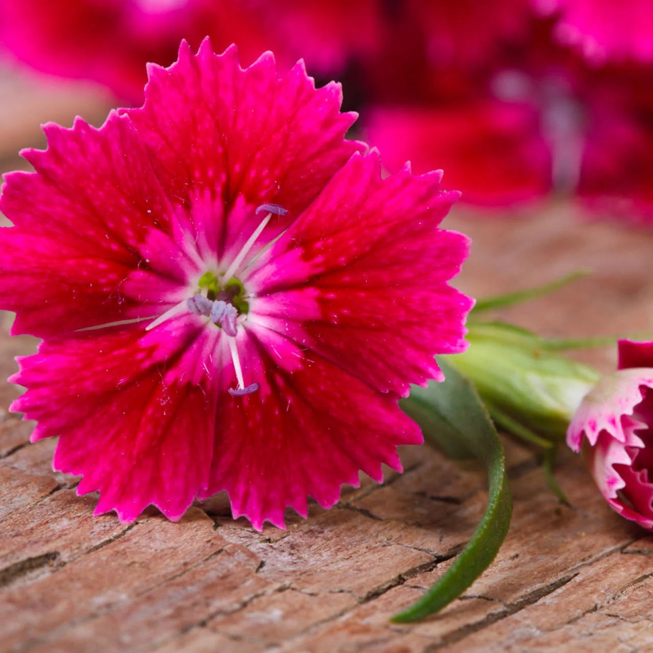 Pink Dianthus Caryophyllus Flower Seeds for Planting Drought Tolerant Heirloom & GMO Free Seeds for Home Garden
 
 Sale