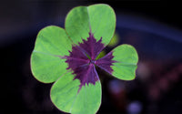 Green Purple Four Leaf Clover Flower seeds for Planting Home Garden Favorite Heirloom & GMO Free Seeds For Home Garden 
 
 Sale