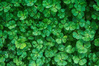 Green Clover Seeds for Planting - Hardy Perennial Flowering Clover Garden Seeds