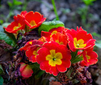 Primula Malacoides Red Flower seeds for Planting - Compact Growth, Heirloom & GMO Free Seeds for Home Garden
