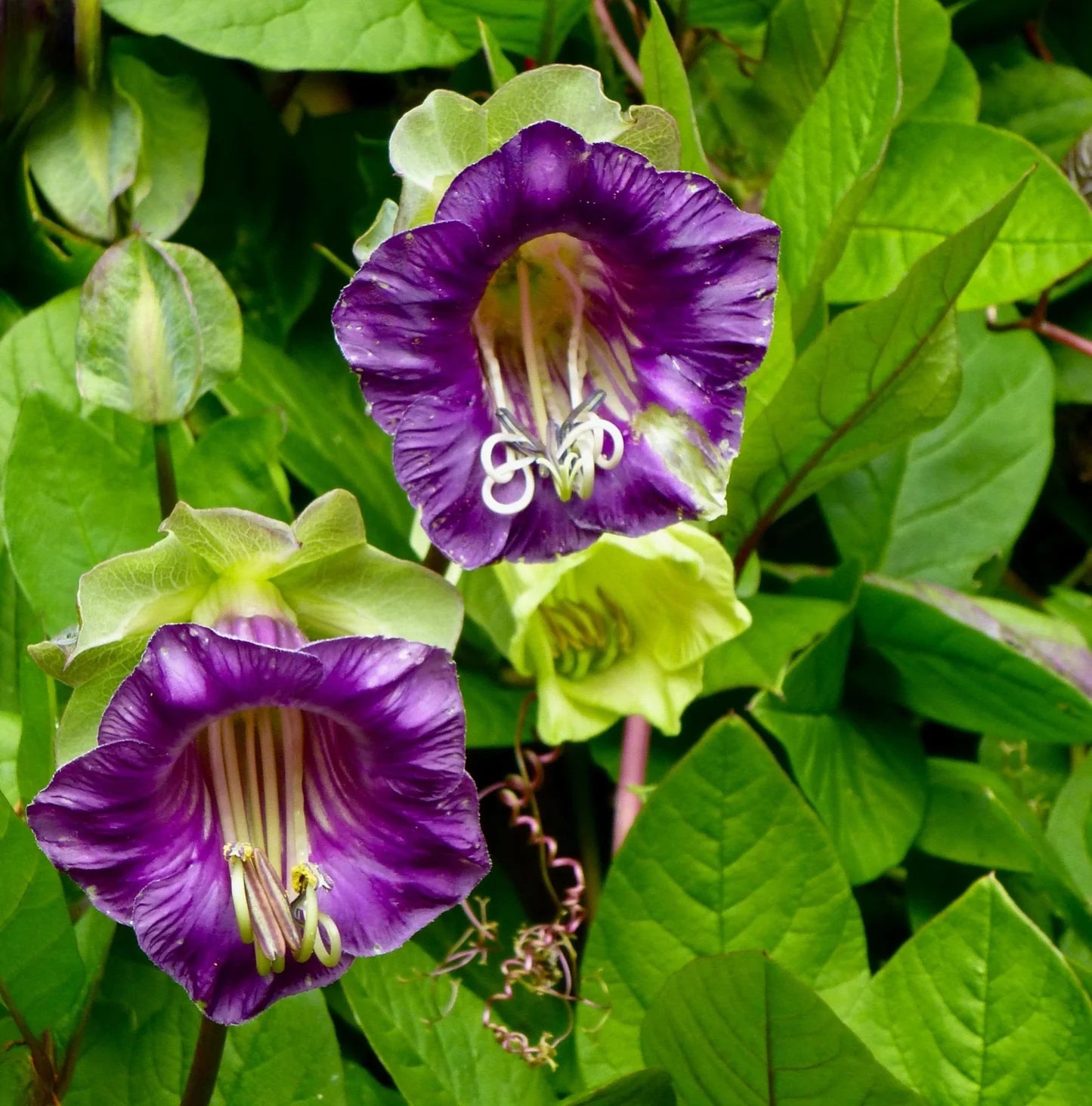 Heirloom Cobaea Bells Flower seeds for Planting Garden Favorite Heirloom & GMO Free Seeds for Home Garden