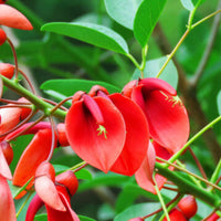 Dark Orange Erythrina Crista Galli Flower seeds for Planting - Cut Flower Favorite, Heirloom & GMO Free Seeds for Home Garden