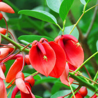 Erythrina Crista Galli Flower Seeds in Orange - Flower seeds for Planting - Easy to Grow, Heirloom & GMO Free Seeds for Home Garden