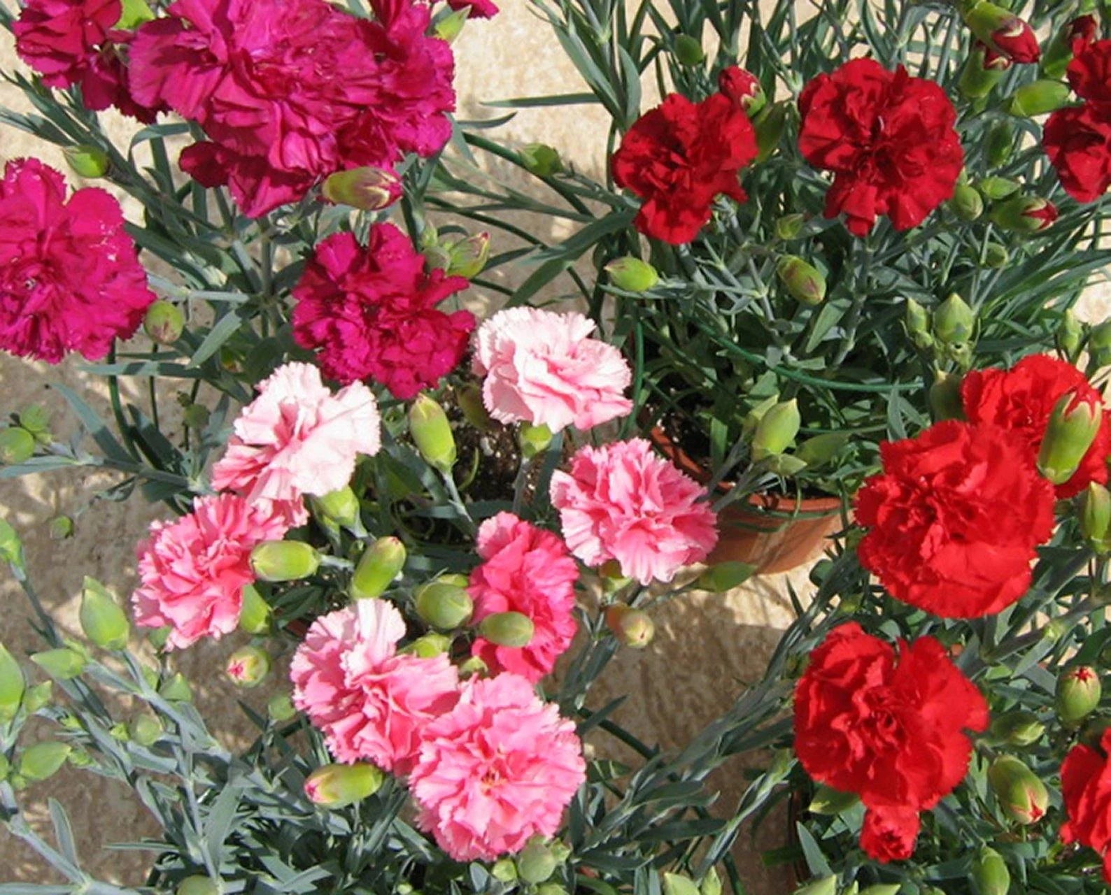 Mixed Color Carnation Flower Seeds for Fragrant, Colorful Blooms