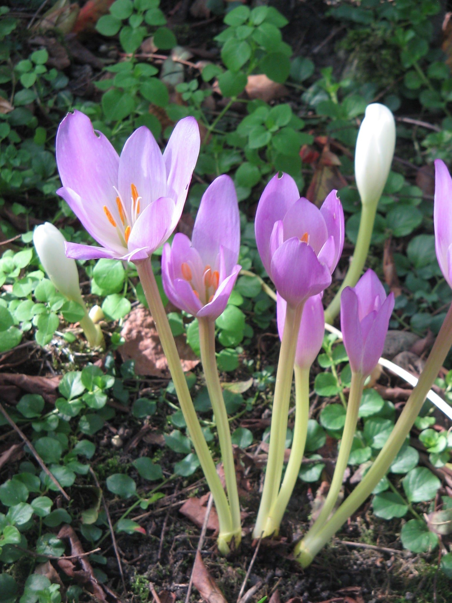 Purple Colchicum Flower seeds for Planting Perfect for Borders Heirloom & GMO Free Seeds for Home Garden 
 
 Sale
