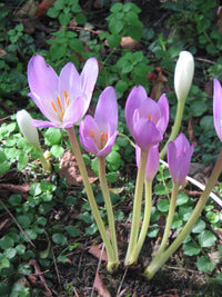 Purple Colchicum Flower seeds for Planting Perfect for Borders Heirloom & GMO Free Seeds for Home Garden 
 
 Sale