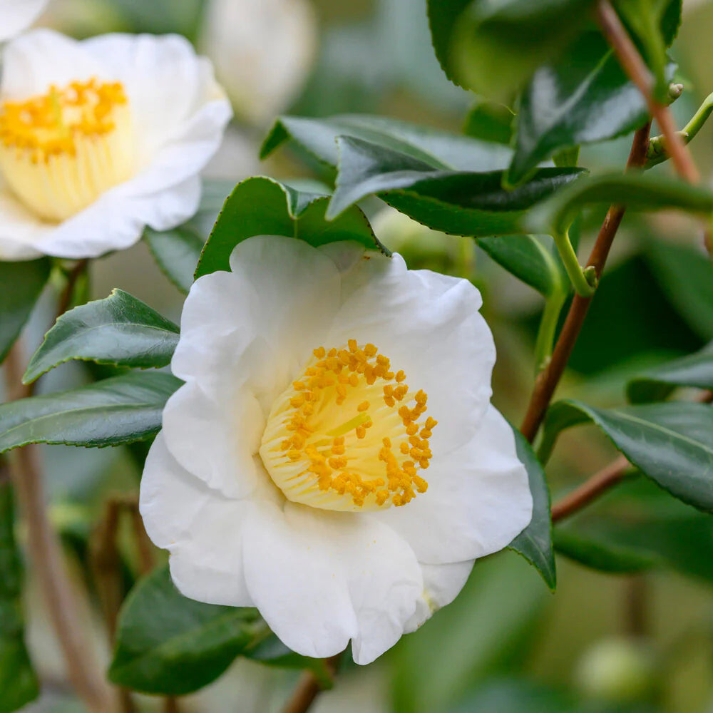Camellia Sinensis Flower seeds for Planting - Hardy Variety, Heirloom & GMO Free Seeds for Home Garden