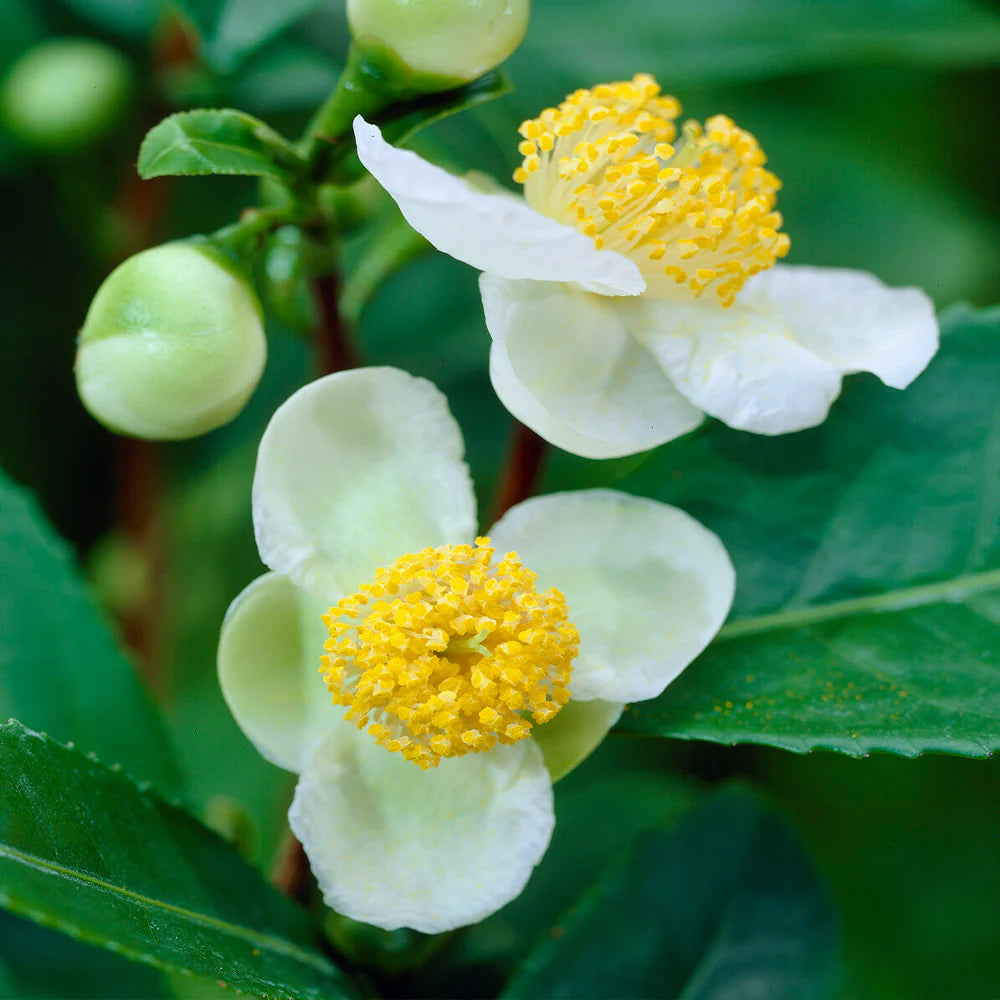White Camellia Sinensis Flower seeds for Planting - Long Bloom Season, Heirloom & GMO Free Seeds for Home Garden