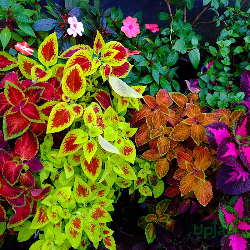 Mixed Coleus Flower seeds for Planting Pollinator Friendly Heirloom & GMO Free Seeds for Home Garden