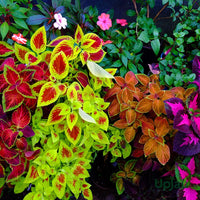 Mixed Coleus Flower seeds for Planting Pollinator Friendly Heirloom & GMO Free Seeds for Home Garden