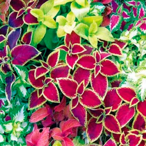 Brown Coleus for Planting Bright Blooms Heirloom & GMO Free Seeds for Home Garden
 
 Sale