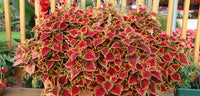 Light Yellow & Pink Coleus Flower seeds for Planting - Cut Flower Favorite, Heirloom & GMO Free Seeds for Home Garden