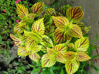 Green Coleus Flower seeds for Planting Seasonal Bloomer Heirloom & GMO Free Seeds for Home Garden