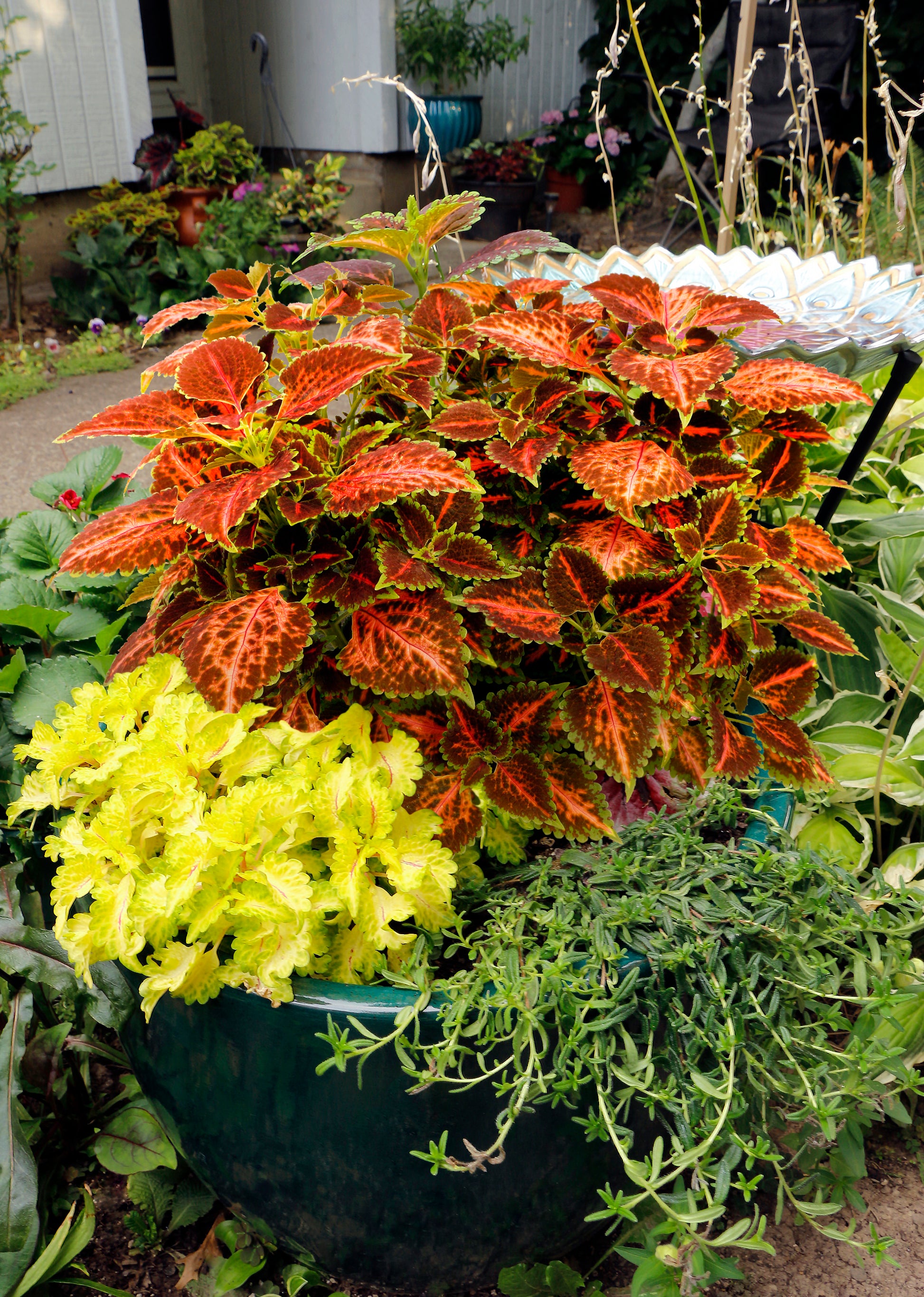Deep Orange Coleus Flower seeds for Planting Colorful Display Heirloom & GMO Free Seeds for Home Garden 
 
 Sale