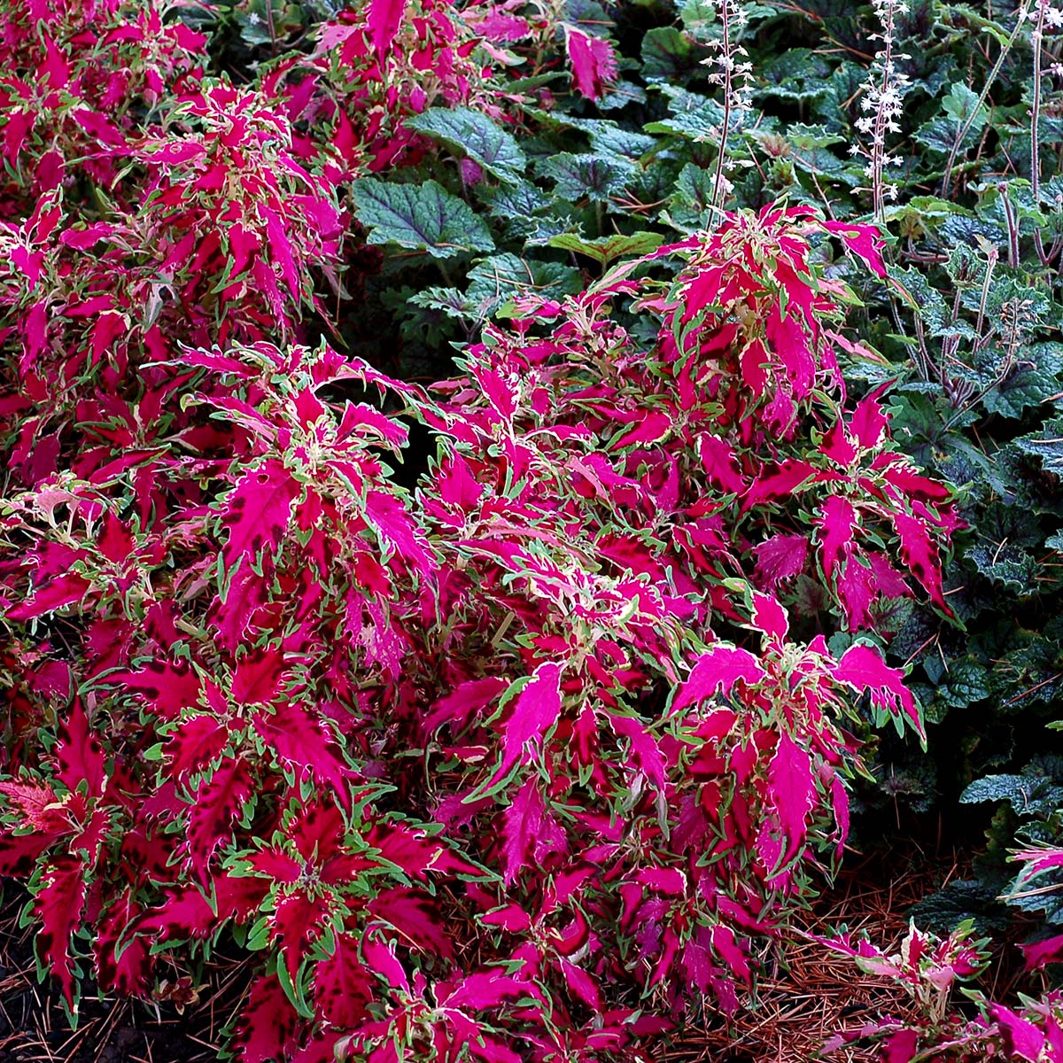 Pink Coleus Flower seeds for Planting Sun Loving Heirloom & GMO Free Seeds for Home Garden 
 
 Sale