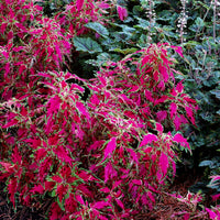 Pink Coleus Flower seeds for Planting Sun Loving Heirloom & GMO Free Seeds for Home Garden 
 
 Sale