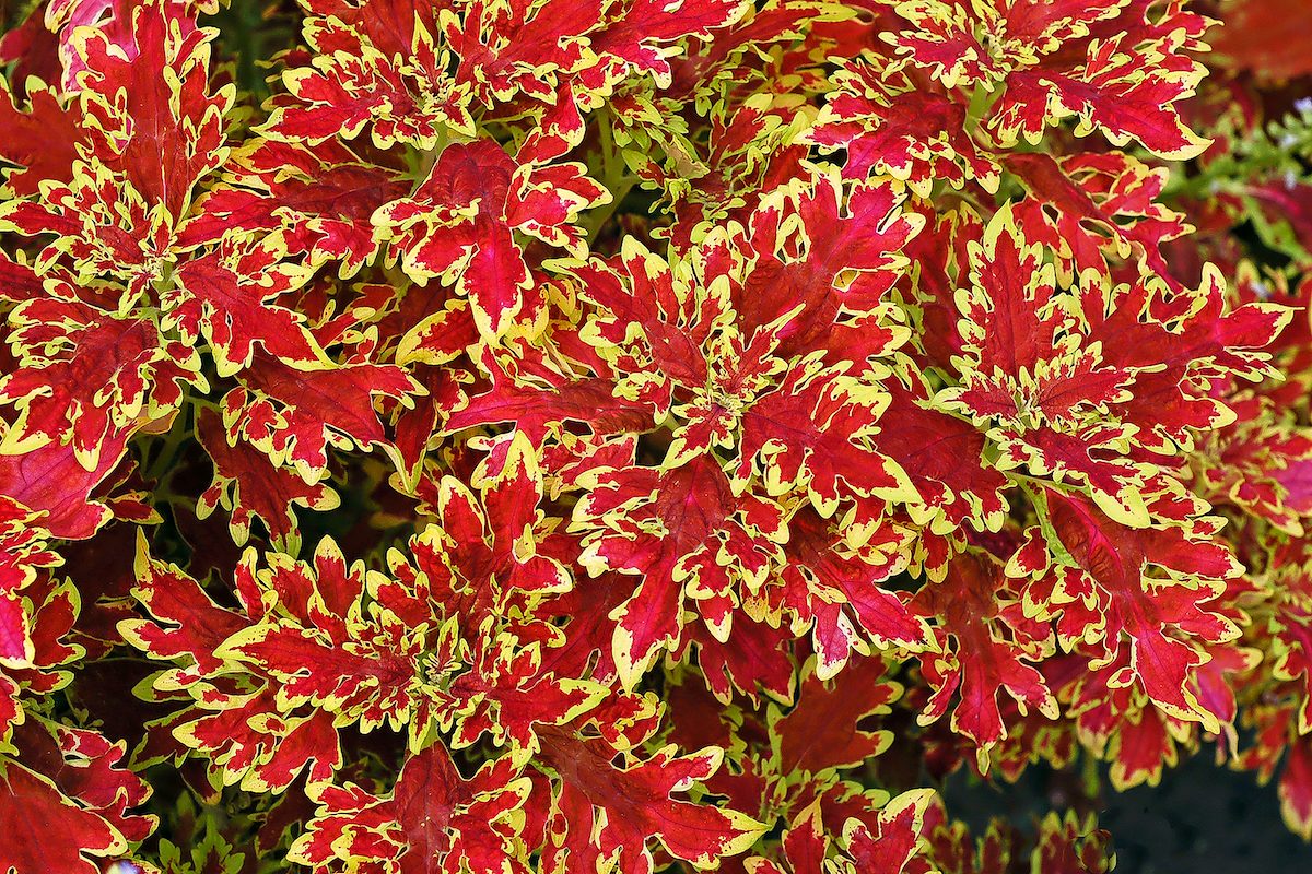 Yellow Red Dragon Coleus Seeds for Planting Drought Tolerant Heirloom & GMO Free Seeds for Home Garden
 
 Sale