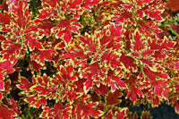 Yellow Red Dragon Coleus Seeds for Planting Drought Tolerant Heirloom & GMO Free Seeds for Home Garden
 
 Sale
