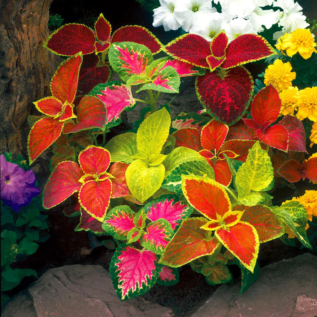 Heirloom Coleus Flower seeds for Planting Shade Tolerant Heirloom & GMO Free Seeds for Home Garden