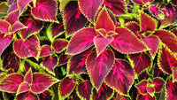Coleus Flower seeds for Planting - Compact Growth, Heirloom & GMO Free Seeds for Home Garden