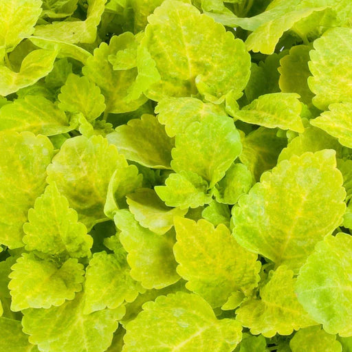 Yellow Green Coleus Flower seeds for Planting - Colorful Display, Heirloom & GMO Free Seeds for Home Garden
 
 Sale
