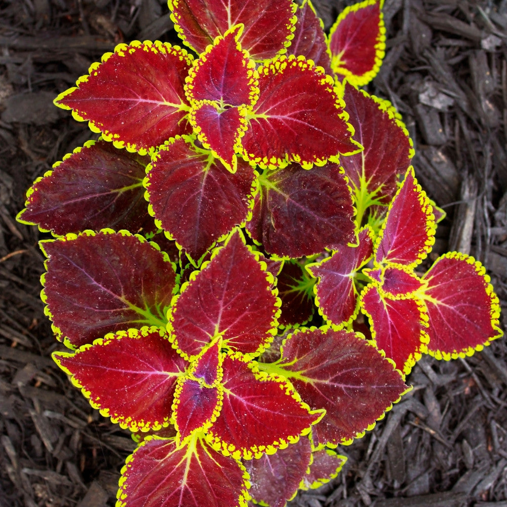 Red Yellow Coleus Flower seeds for Planting Cottage Garden Essential Heirloom & GMO Free Seeds for Home Garden