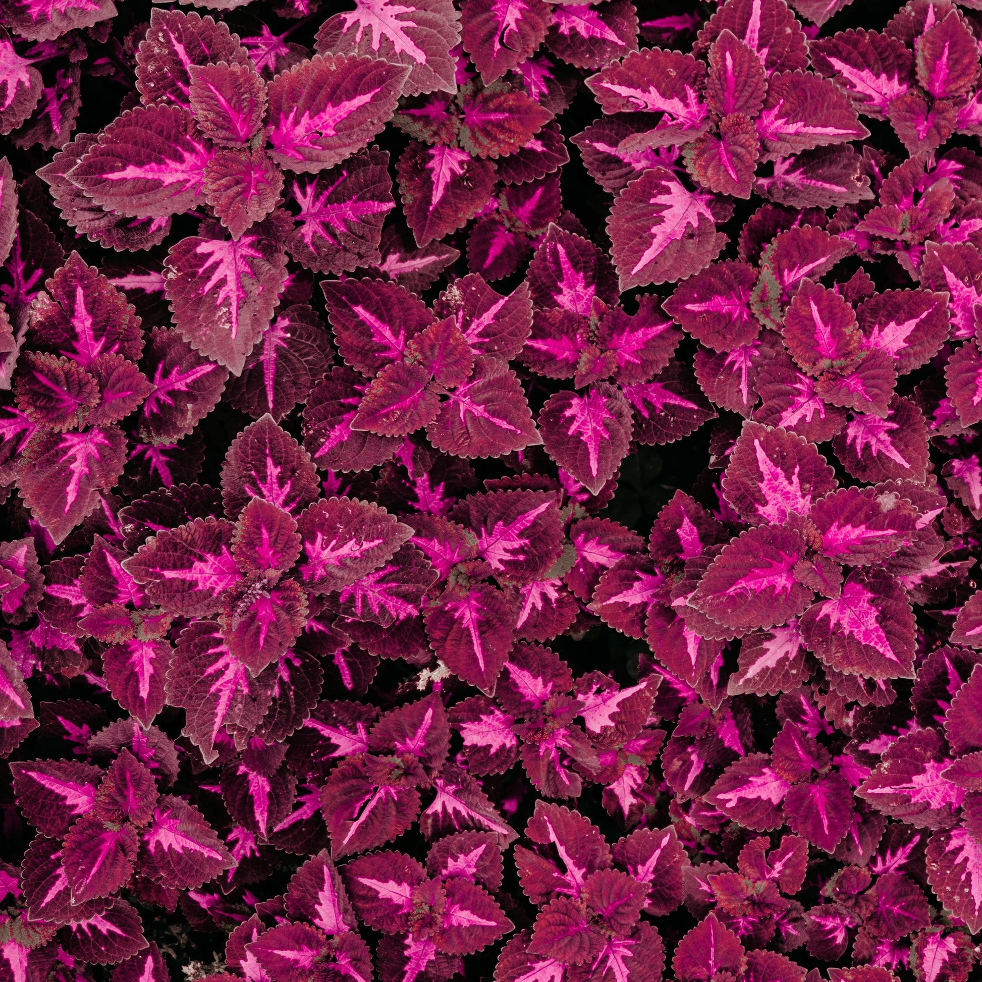 Red Dragon Coleus Flower seeds for Planting Premium Quality Heirloom & GMO Free Seeds for Home Garden