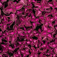 Red Dragon Coleus Flower seeds for Planting Premium Quality Heirloom & GMO Free Seeds for Home Garden