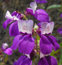 Purple Heterophylla Flower seeds for Planting Wildflower Mix Heirloom & GMO Free Seeds for Home Garden 
 
 Sale