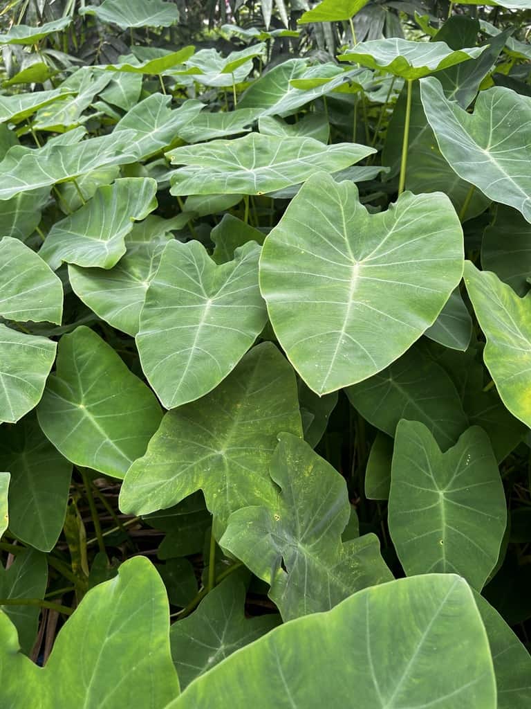 Colocasia Elephant Ear Flower seeds for Planting, Vibrant Colors Heirloom & GMO Free Seeds for Home Garden   Sale