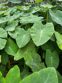 Colocasia Elephant Ear Flower seeds for Planting, Vibrant Colors Heirloom & GMO Free Seeds for Home Garden   Sale