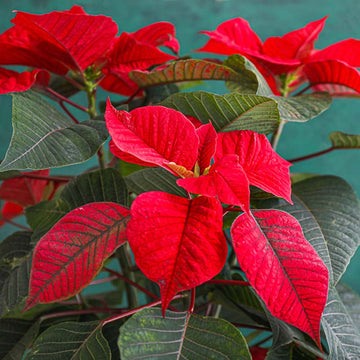 Deep Red Poinsettia Flower seeds for Planting - Sun Loving, Heirloom & GMO Free Seeds for Home Garden