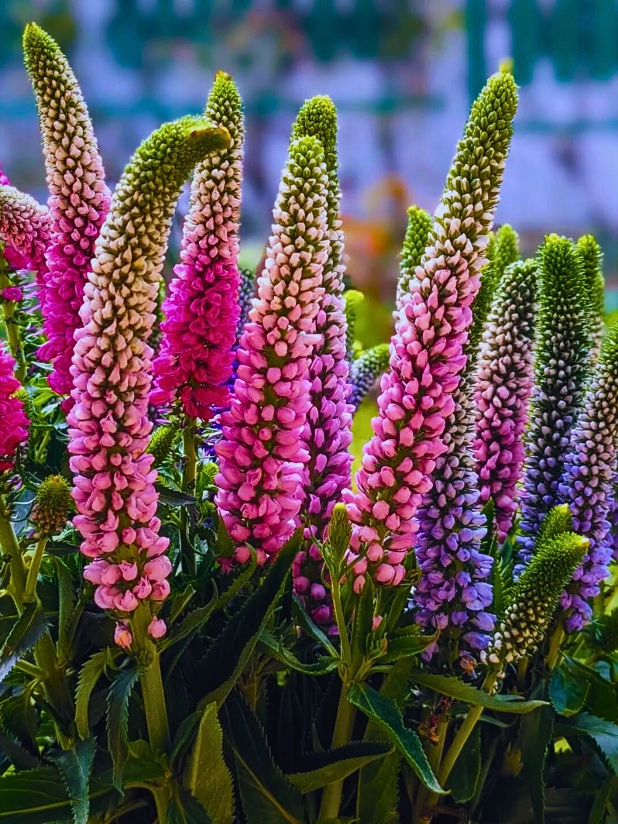 Purple Veronica Spicata Flower seeds for Planting Cottage Garden Essential Heirloom & GMO Free Seeds for Home Garden 
 
 Sale