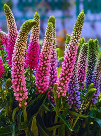 Purple Veronica Spicata Flower seeds for Planting Cottage Garden Essential Heirloom & GMO Free Seeds for Home Garden 
 
 Sale
